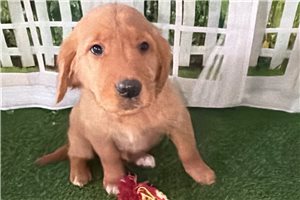 Petunia - Golden Retriever for sale