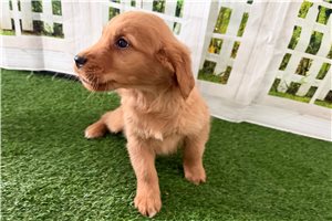 Princeton - Golden Retriever for sale