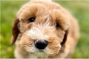Axton - Goldendoodle for sale