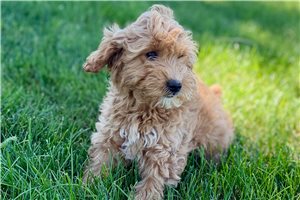 Asher - Goldendoodle for sale