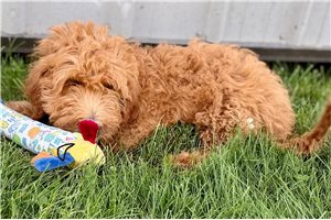 Arthur - Goldendoodle for sale