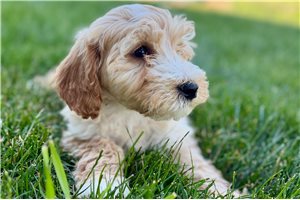 Anita - Goldendoodle for sale