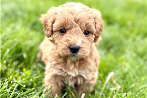 Asher - Goldendoodle for sale