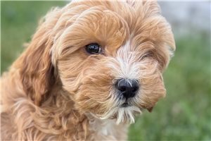 Anna - Goldendoodle for sale