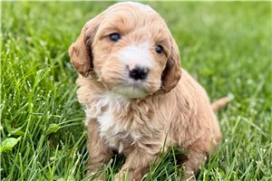 Axton - Goldendoodle for sale
