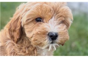 Anise - Goldendoodle for sale