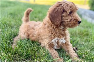 Arthur - Goldendoodle for sale
