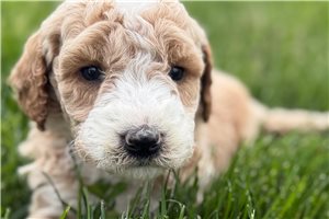 Astro - Goldendoodle for sale
