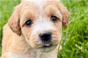 Anita - Goldendoodle for sale
