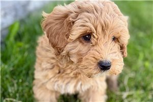 Asher - Goldendoodle for sale