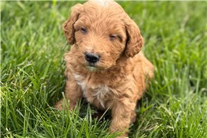 Arthur - Goldendoodle for sale