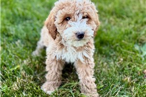 Astro - Goldendoodle for sale