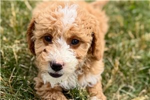 Anna - Goldendoodle for sale