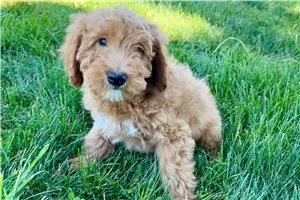Arthur - Goldendoodle for sale