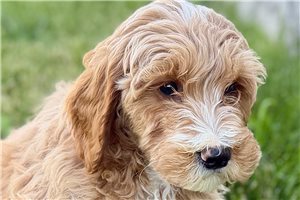 Axton - Goldendoodle for sale