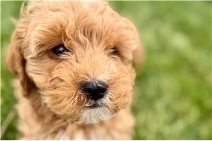 Asher - Goldendoodle for sale