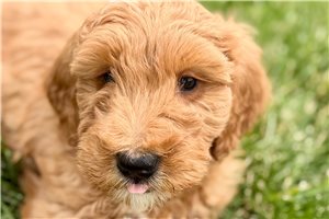 Arthur - Goldendoodle for sale