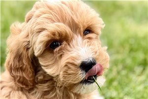 Anise - Goldendoodle for sale