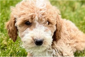 Astro - Goldendoodle for sale