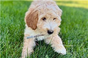 Anita - Goldendoodle for sale