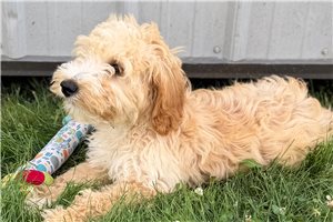 Anita - Goldendoodle for sale