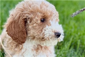 Astro - Goldendoodle for sale