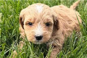 Anise - puppy for sale