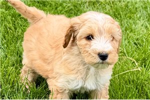 Anita - Goldendoodle for sale
