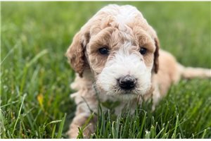 Anna - puppy for sale