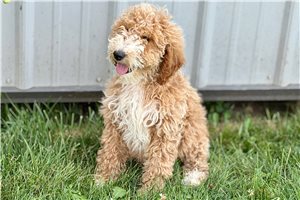 Astro - Goldendoodle for sale
