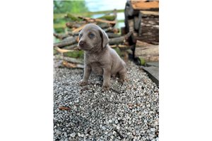 Shay - Labrador Retriever for sale