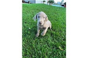 Yoel - Labrador Retriever for sale