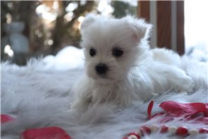 Theo - Maltese for sale