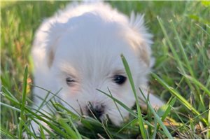 Beck - Maltese for sale