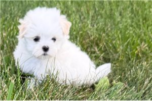 Beck - Maltese for sale