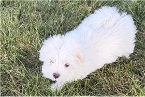 Beauregard - Maltese for sale