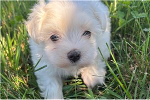 Beauregard - puppy for sale