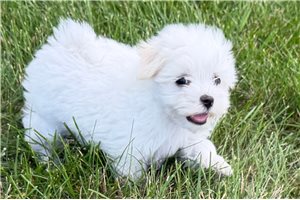Beauregard - Maltese for sale