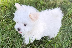 Beck - Maltese for sale