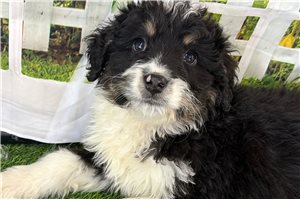 Nigel - Mini Bernedoodle for sale