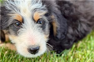 Jesse - Bernedoodle, Mini for sale