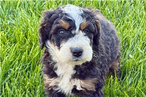 Jackson - puppy for sale