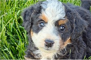 Jasmine - Bernedoodle, Mini for sale