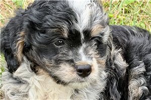 Oakie - Bernedoodle, Mini for sale