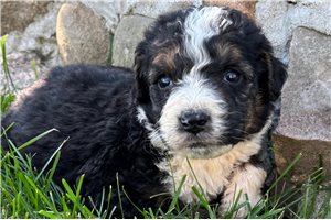 Sooner - puppy for sale