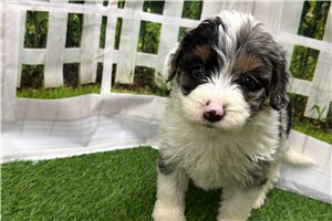Jacques - puppy for sale
