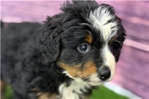 Jagger - puppy for sale