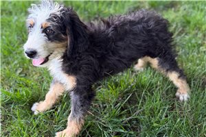 Jesse - Bernedoodle, Mini for sale