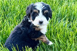 Jace - puppy for sale