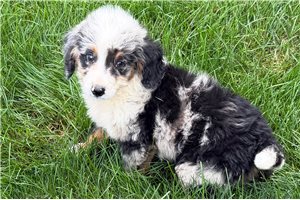 Shane - Bernedoodle, Mini for sale